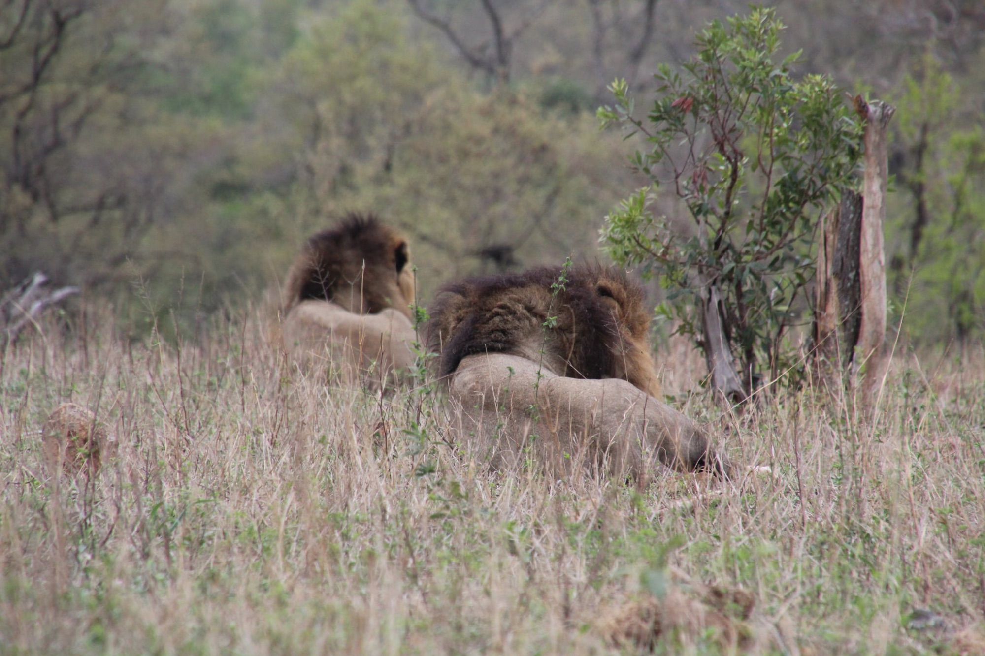 South Africa Safari 2025 Day 26 – The day of the zebra – 2 J